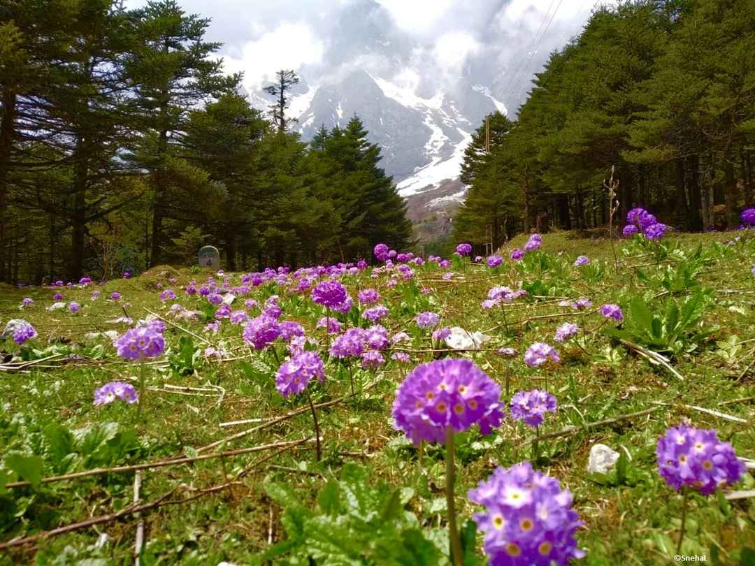 Exploring The Mystic World Of Lachung India Chalk