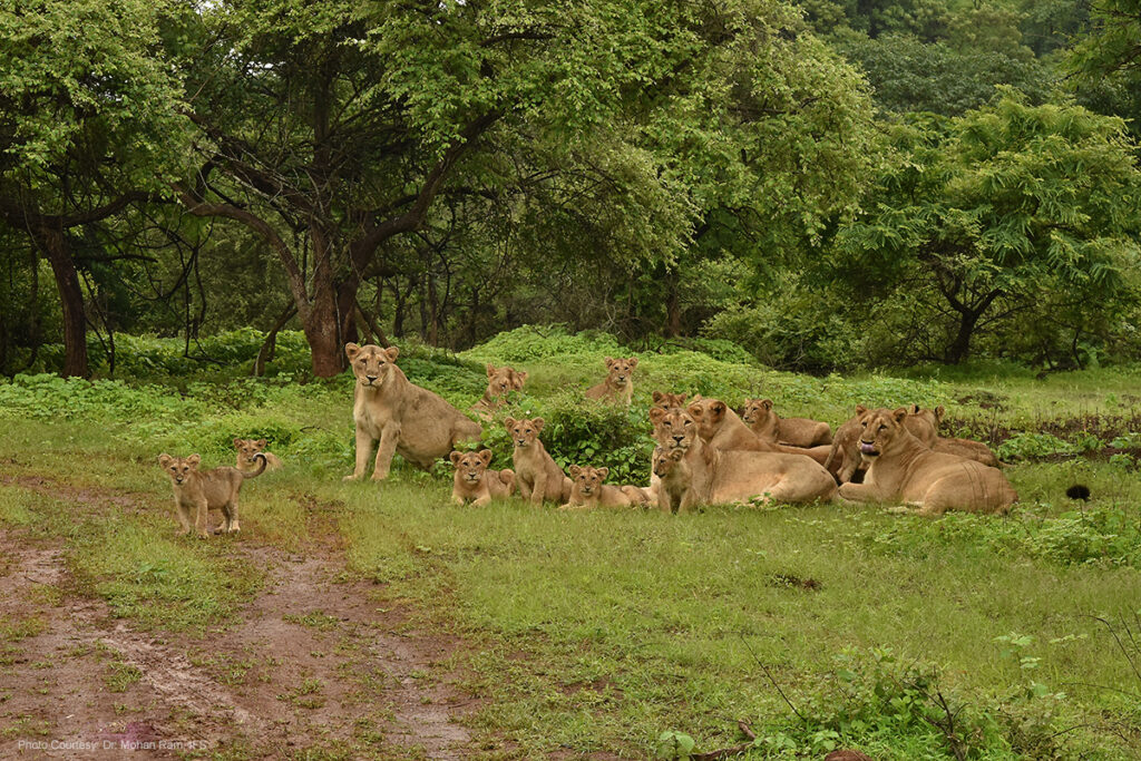 safari timings in gir national park