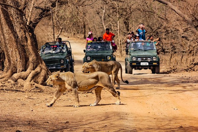 Gir safari, jungle safari, jungle trail, lions of Gir, Gir national park entrance, wildlife, vacation, lion spotting