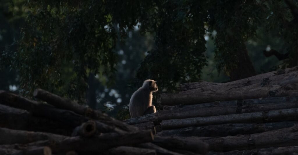 Jim Corbett national park is a good place for educational trip