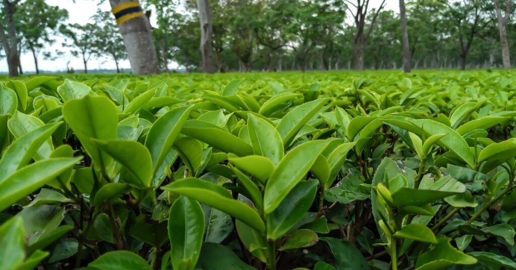 Tea garden- 10 things we bet you didn’t know about Assam