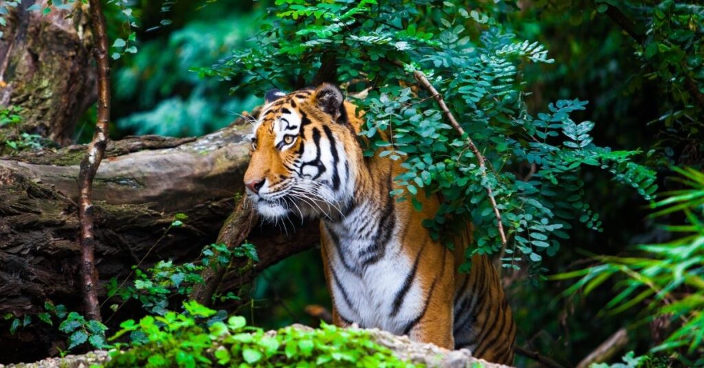 Manas National Park- Wildlife of Assam