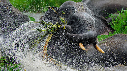 Wildlife of Assam 